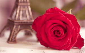 27-02-17-flower-red-rose-eiffel-tower-photo13304