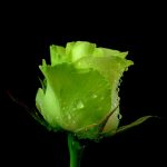 27-02-17-green-roses-wallpaper8779