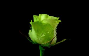 27-02-17-green-roses-wallpaper8779