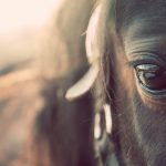 27-02-17-horse-eye-macro12080