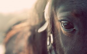 27-02-17-horse-eye-macro12080