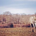 27-02-17-horse-field-nature16090