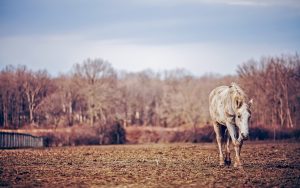 27-02-17-horse-field-nature16090