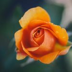 27-02-17-orange-rose-macro17148