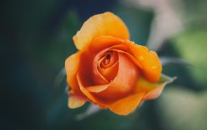 27-02-17-orange-rose-macro17148