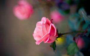 27-02-17-pink-roses-close-up-macro-photo15424