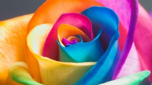 27-02-17-rainbow-rose-macro18398