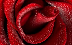 27-02-17-red-rose-desktop14468