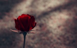 27-02-17-red-rose-flower-photo17165