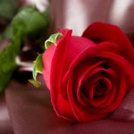 27-02-17-red-rose-flower15077