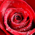 27-02-17-red-rose-water-drops11894