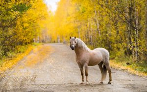 27-02-17-road-horse-autumn10847