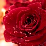 27-02-17-water-drops-on-red-rose13083