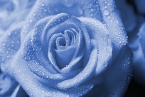 27-02-17-wet-drops-blue-rose18525