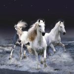 27-02-17-white-horses10093