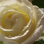 27-02-17-white-rose-pictures13586