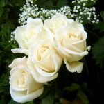 27-02-17-white-rose-wallpaper11280