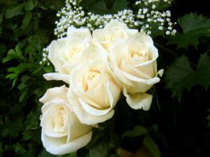 27-02-17-white-rose-wallpaper11280