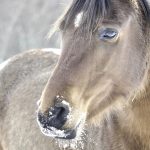 28-02-17-awesome-horse-close-up-wallpaper4625