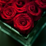 28-02-17-flowers-red-roses15482