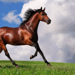 28-02-17-free-brown-horse-wallpaper5441