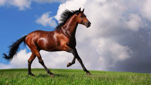 28-02-17-free-brown-horse-wallpaper5441