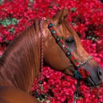 28-02-17-free-horse-wallpaper9962