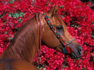 28-02-17-free-horse-wallpaper9962