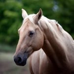 28-02-17-horse-close-up-wallpaper9321