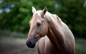 28-02-17-horse-close-up-wallpaper9321