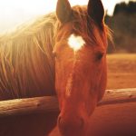 28-02-17-horse-close-up-wallpaper9323