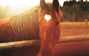 28-02-17-horse-close-up-wallpaper9323