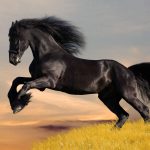 28-02-17-horse-wallpaper7412