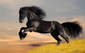 28-02-17-horse-wallpaper7412