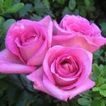 28-02-17-pink-roses9640