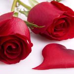 28-02-17-red-rose-wallpaper14455