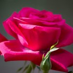 28-02-17-red-rose11145