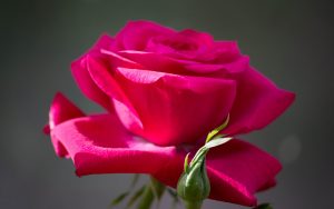 28-02-17-red-rose11145