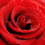 28-02-17-rose-background-wallpaper10428