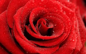 28-02-17-rose-background-wallpaper10428