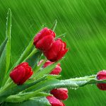 28-02-17-rose-buds-hd-wallpapers13562