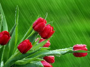 28-02-17-rose-buds-hd-wallpapers13562
