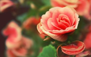 28-02-17-roses-pink13368