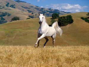 28-02-17-white-horses12545