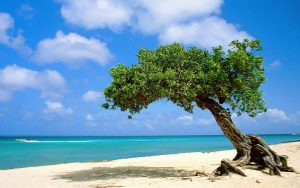 Beach-In-Aruba-Wallpaper-For-Desktop