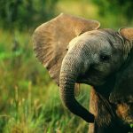 23-02-17-baby-elephant-nature18587