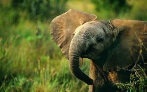 23-02-17-baby-elephant-nature18587