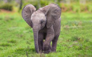 23-02-17-elephant-baby10607
