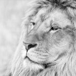 23-02-17-lion-close-up14-754