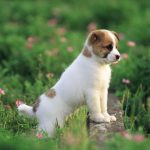 24-02-17-beautiful-dogs-wallpapers11